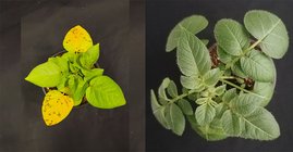 Die Kartoffel ist eine wichtige Nutzpflanze, hier ein Exemplar der Pflanze mit (links) und ohne (rechts) Virusinfektion. 