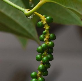 Pfefferpflanze mit Früchten