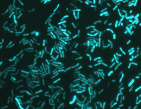 Bacillus subtilis. Bild: Prof. Á. Kovács