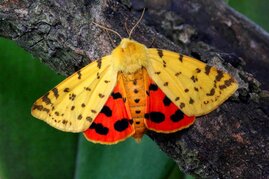 Der Purpurbär (Rhyparia purpurata) wurde auf dem Biohof nachgewiesen und ist in Bayern recht selten geworden. Er steht auf der Roten Liste in der Gefährdungsstufe 3 ("gefährdet"). 