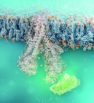 Zellgängiger Nanobody (grün) bindet an defekten CFTR-Chloridkanal (strukturelle Simulation) 