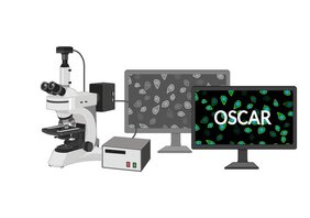 OSCAR (opt. Stem Cell Activity Reporter) kann ruhende Stammzellen im Gewebe nachweisen.