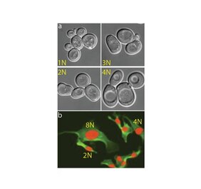 Proteinproduktion in Zellen mit mehr als zwei Chromosomensätzen