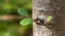 Alnus glutinosa ist eine konservative Baumart 