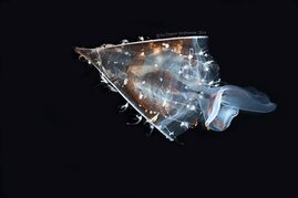 Gemeinsam mit anderem Plankton fliegt der Gewellte Seeschmetterling (Clio recurva) durch die Ozeane, geschützt von seiner einzigartigen transparenten Schale.