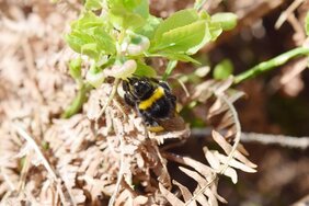 Lichte Waldflächen fördern den Wuchs der Heidelbeere, von deren Nektar sich Wildbienen 