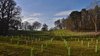 Agroforstwirtschaft - hier auf einem Feld im englischen Shropshire - ist eine Form der Landwirtschaft, in die der Anbau von Bäumen integriert ist.