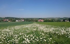 Blühstreifen mit Margeriten zwischen Getreidefeldern 