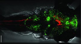 Rückenansicht einer Zebrafischlarve: Aktive Nervenzellen sind grün, Hypocretine herstellende Neurone und ihre Ausläufer rot dargestellt. 