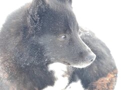 Rentierhütehund auf der Jamal-Halbinsel in Nordwestsibirien.  