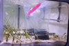 Inkubationskammern im Aquarium mit Makrophytengemeinschaften Inkubationskammern im Aquarium mit Makrophytengemeinschaften