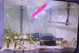 Inkubationskammern im Aquarium mit Makrophytengemeinschaften