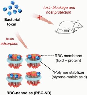 Membranscheibchen als Gegengift 