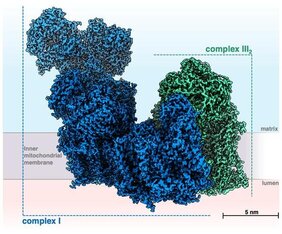 Atomares Modell eines mitochondrialen Atmungskettensuperkomplexes