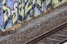 Stadtfuchs auf einer Bahnanlage in Berlin.