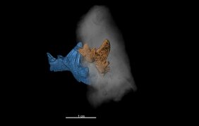 3D-Visualisierung des Hai-Zahns 