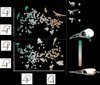 Formunterschiede des Innenohrs von Vögeln, Dinosauriern und Flugsauriern: Jeder Punkt entspricht einer Spezies; größere Abstände zeigen größere Formunterschiede. Diagramm: Formunterschiede des Innenohrs von Vögeln, Dinosauriern und Flugsauriern: Jeder Punkt entspricht einer Spezies; größere Abstände zeigen größere Formunterschiede.