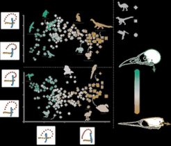 Formunterschiede des Innenohrs von Vögeln, Dinosauriern und Flugsauriern: Jeder Punkt entspricht einer Spezies; größere Abstände zeigen größere Formunterschiede. Diagramm: Formunterschiede des Innenohrs von Vögeln, Dinosauriern und Flugsauriern: Jeder Punkt entspricht einer Spezies; größere Abstände zeigen größere Formunterschiede.