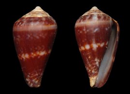 Conus lugubris, eine Meeresschnecke, die früher ausschließlich an der Nordküste von São Vicente (Kap Verde) vorkam, gilt inzwischen als ausgestorben.  