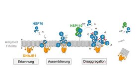 Die Auflösung von α-Synuclein-Amyloid-Fibrillen beruht auf der Kooperation des Hsp70-Chaperons mit seinen Co-Chaperonen DNAJB1 und HSP110. 
