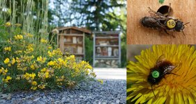 Um herauszufinden, wie weit Wildbienen natürlicherweise von ihren Nestern zu ihren Futterquellen fliegen, wurden im Botanischen Garten München-Nymphenburg hunderte von Wildbienen individuell markiert. 