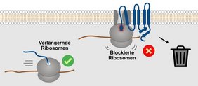 Segmente von Proteinen, die Lipidmembranen durchspannen Grafische Darstellung Segmente von Proteinen, die Lipidmembranen durchspannen,