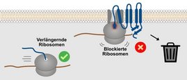 Grafische Darstellung Segmente von Proteinen, die Lipidmembranen durchspannen,