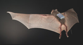 Vampirfledermaus (Desmodus rotundus) mit Näherungssensor 