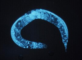 Gluoreszenzmikroskopische Abbildung von Caenorhabditis elegans