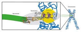 Schema des nachgebauten Kinetochors