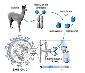 Herstellung von Nanobodies, um die virale Eintrittsstelle von SARS-CoV-2 zu blockieren