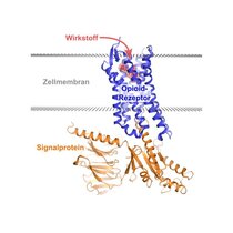 Schematische Darstellung des Opioid-Rezeptors