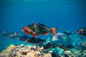 Papageifische in Korallenriffen des Chagos-Archipels im Indischen Ozean tragen maßgeblich zur Sedimentbildung bei. Hier zu sehen Nasenhöcker-Papageifisch (Scarus rubroviolaceus) und Indischer Buckelkopf-Papageifisch (Chlorurus strongylocephalus) 