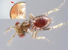 Stummelflügeliges Männchen der parasitischen Wespe Trichogramma turkestanica Stummelflügeliges Männchen der parasitischen Wespe Trichogramma turkestanica