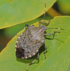Die marmorierte Baumwanze (Halyomorpha halys)