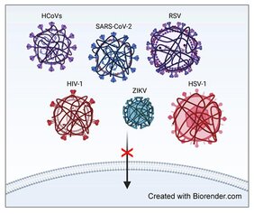 Das Polymer hindert unterschiediche Viren am Eintritt in die Zelle