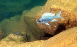 Ophthalmotilapia ventralis, ein Buntbarsch aus dem Tanganjikasee.  