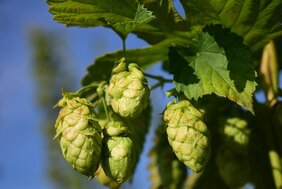 Zitrusfrüchte  Hopfen-Schaderreger