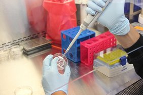Neues Marker-Panel und Web-Tool helfen bei der Bestimmung des frühen Zellschicksals beim Menschen Zwei Hände pipettieren zellen unter einer Bench