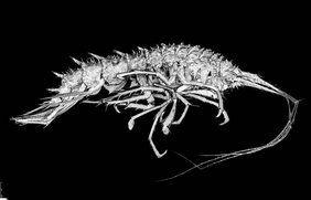 Neu entdeckte Flohkkrebs-Art Pseudolepechinella apricity Horton & Lörz, 2026. Der Artname apricity stammt vom lateinischen apricitas und bedeutet „die wärmende Sonne im Winter“.  