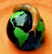Genetische Untersuchung offenbart Ursprung, Vielfalt und Verbreitungswege der invasiven Mittelmeer-Ackerschnecke