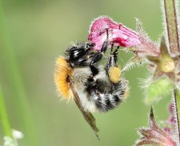 Bombus pascuorum, die Ackerhummel, beim Blütenbesuch. Bombus pascuorum, die Ackerhummel, beim Blütenbesuch.