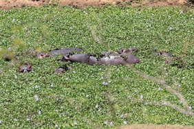 Die Ausbreitung der Wasserhyazinthe (Pontederia crassipes) im südafrikanischen Kruger-Nationalpark überzieht die Wasserlöcher und beeinträchtigt so die Flusspferde und andere heimische Tierarten. Die Ausbreitung der Wasserhyazinthe (Pontederia crassipes) im südafrikanischen Kruger-Nationalpark überzieht die Wasserlöcher und beeinträchtigt so die Flusspferde