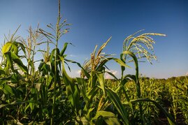 An verschiedenen Standorten in Europa mit unterschiedlichen klimatischen Bedingungen haben die Forscher im Team von Prof. Chris-Carolin Schön alte Maissorten angebaut, um ihr genetisches Potenzial zu untersuchen.  