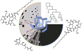 Grafik: Die Pangenomanalyse von Pseudomonas-syringae-Stämmen