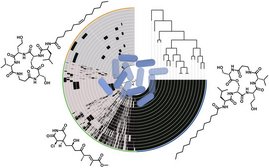 Grafik: Die Pangenomanalyse von Pseudomonas-syringae-Stämmen