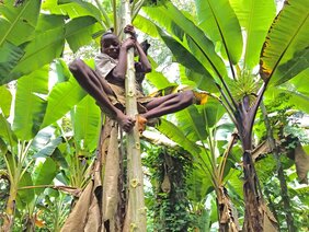 BaYaka-Junge beim Klettern auf einen Papayabaum um Früchte zu ernten.