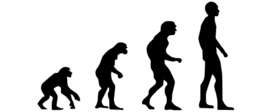 Grafik Evolution vom Affen zum Menschen