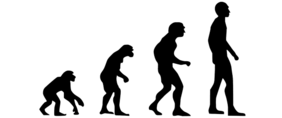 Grafik Evolution vom Affen zum Menschen