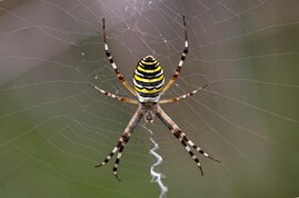 Wespenspinne Argiope bruennichi